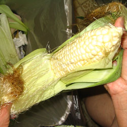 Peal The Husk (20k)